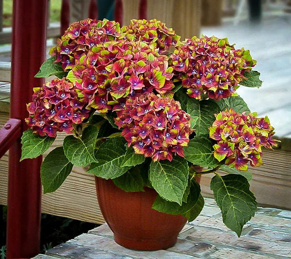 Green Red Hydrangea Flower seeds for Planting - Low Maintenance, Heirloom & GMO Free Seeds for Home Garden