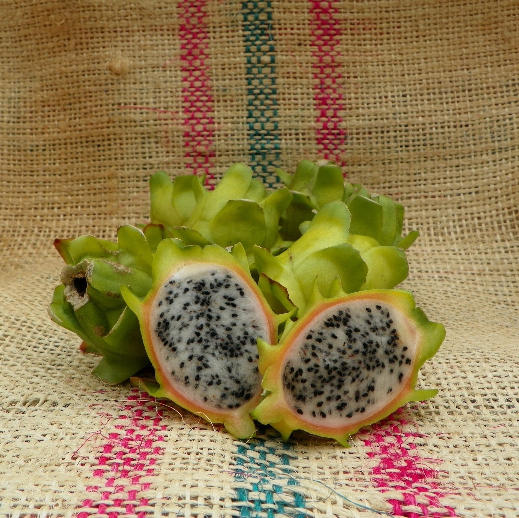 Container-grown Pitaya plant in patio setting