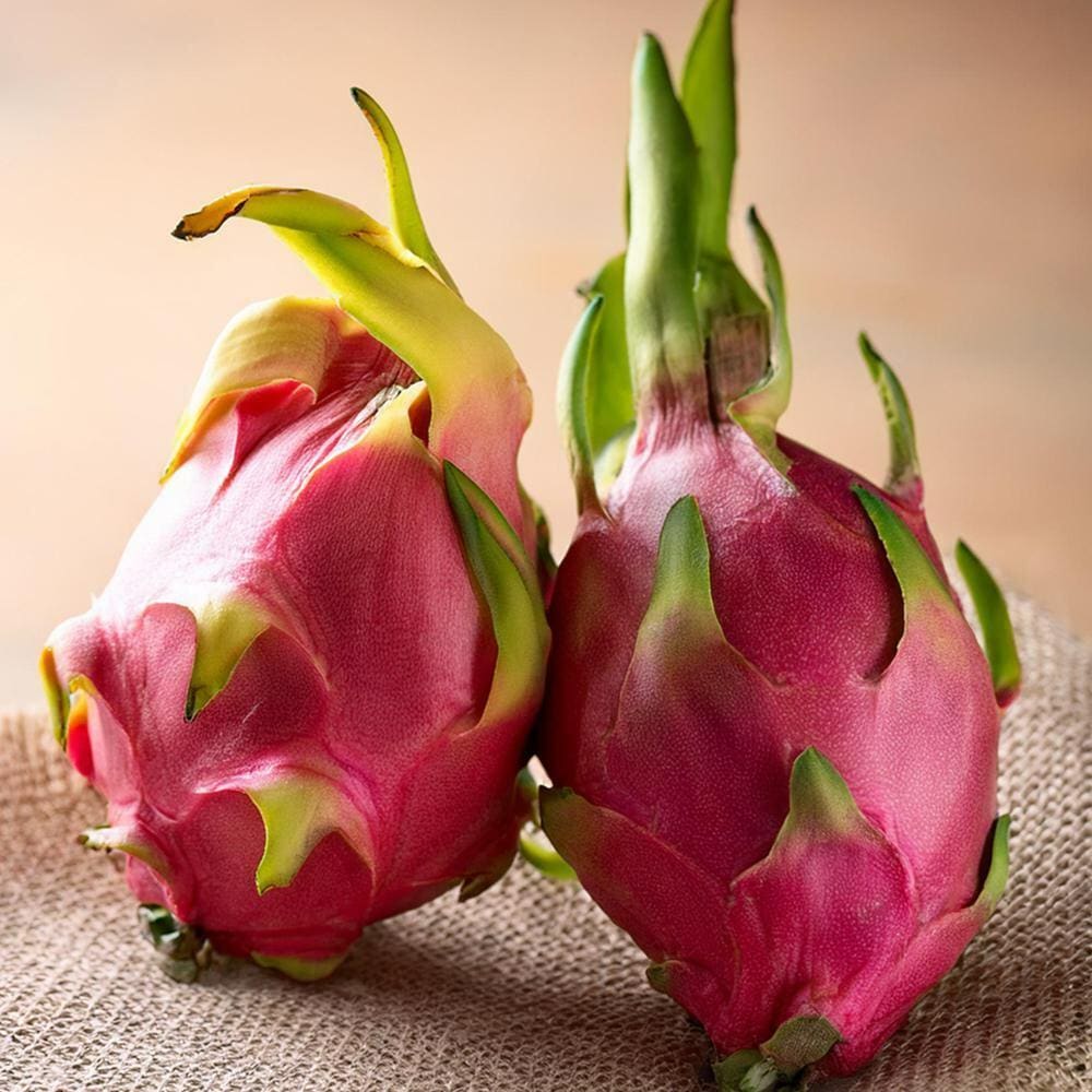Buy Dragon Fruit Seeds Online – Hylocereus undatus Vibrant Pitaya Variety