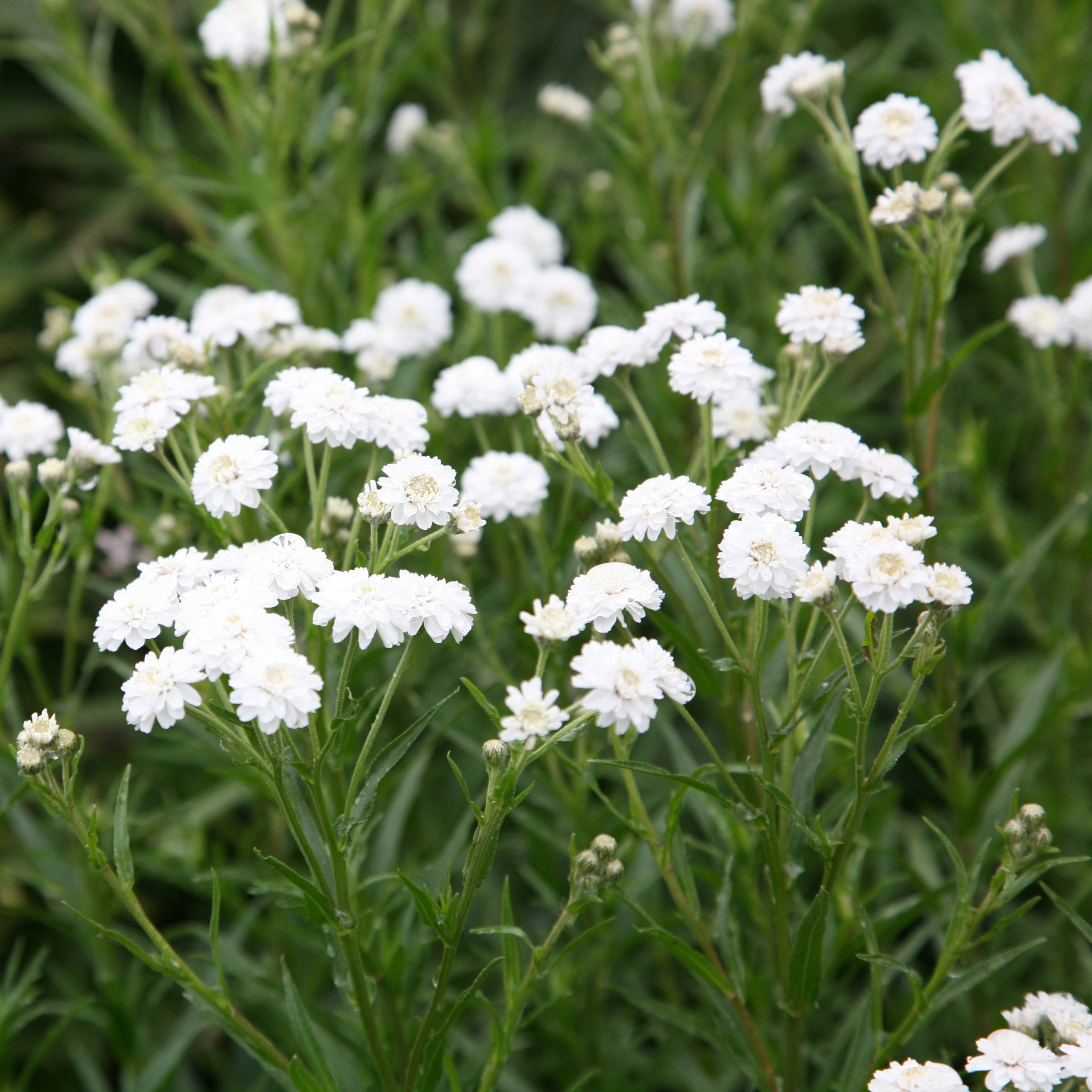 White Ptarmica Flower seeds for Planting - Vibrant Colors, Heirloom & GMO Free Seeds for Home Garden Sale