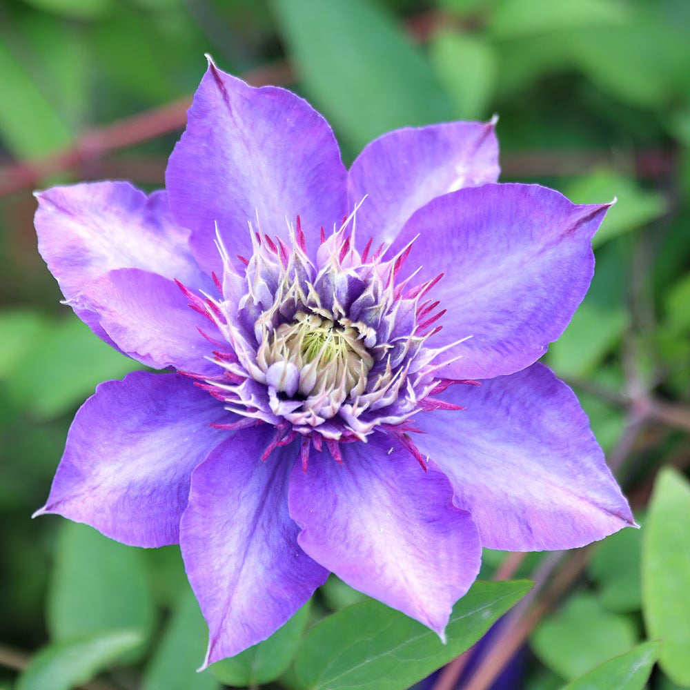 Blue Clematis Flower seeds for Planting - Cut Flower Favorite, Heirloom & GMO Free Seeds for Home Garden