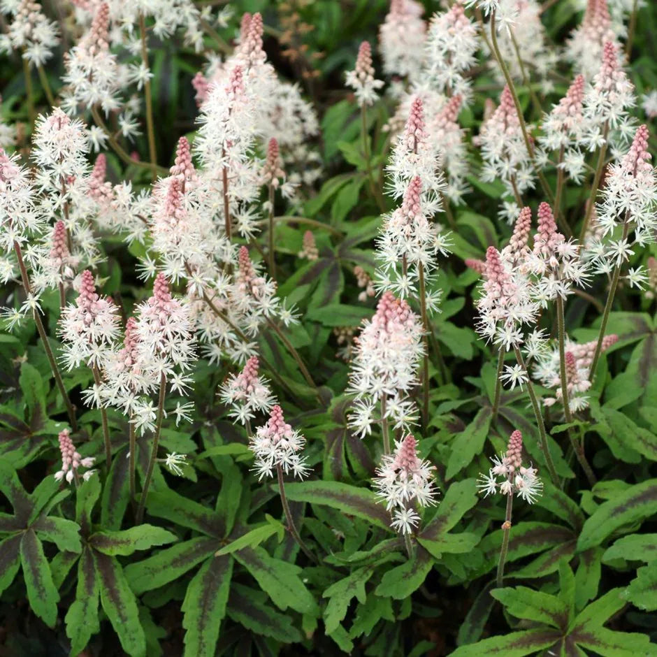 Pink White Tiarella Flower seeds for Planting - Long Bloom Season, Heirloom & GMO Free Seeds for Home Garden
