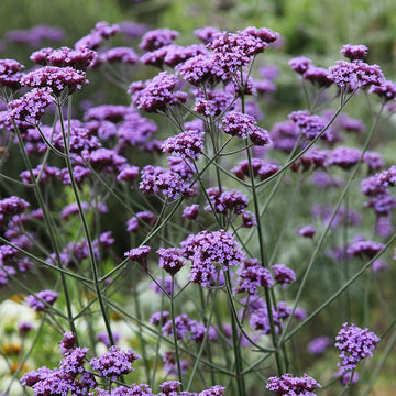 Purple Verbena Bonariensis Flower seeds for Planting - Seasonal Bloomer, Heirloom & GMO Free Seeds for Home Garden