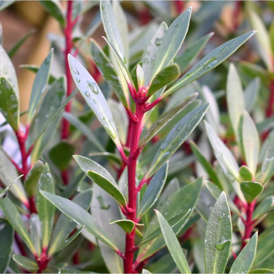Drimy's Lanceolata Flower seeds for Planting - Easy to Grow, Heirloom & GMO Free Seeds for Home Garden