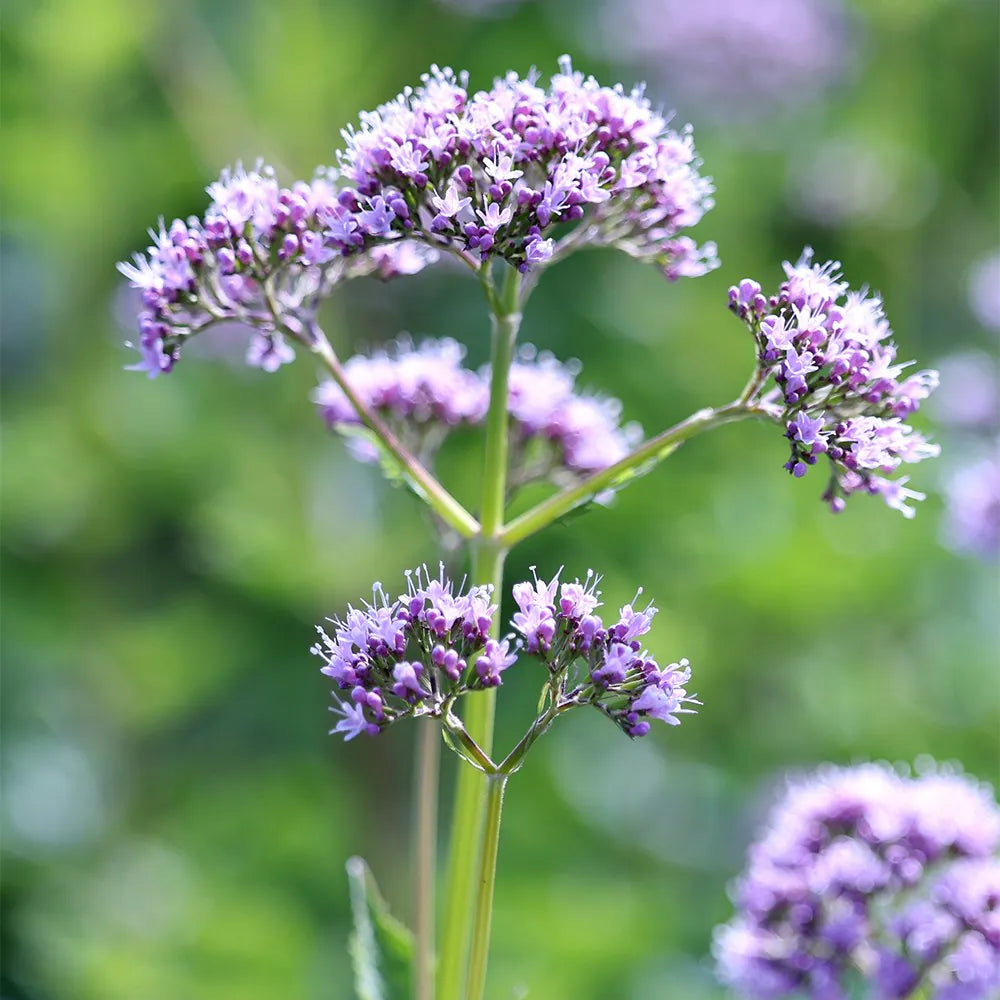Chaerophyllum Flower seeds for Planting - Easy to Grow, Heirloom & GMO Free Seeds for Home Garden