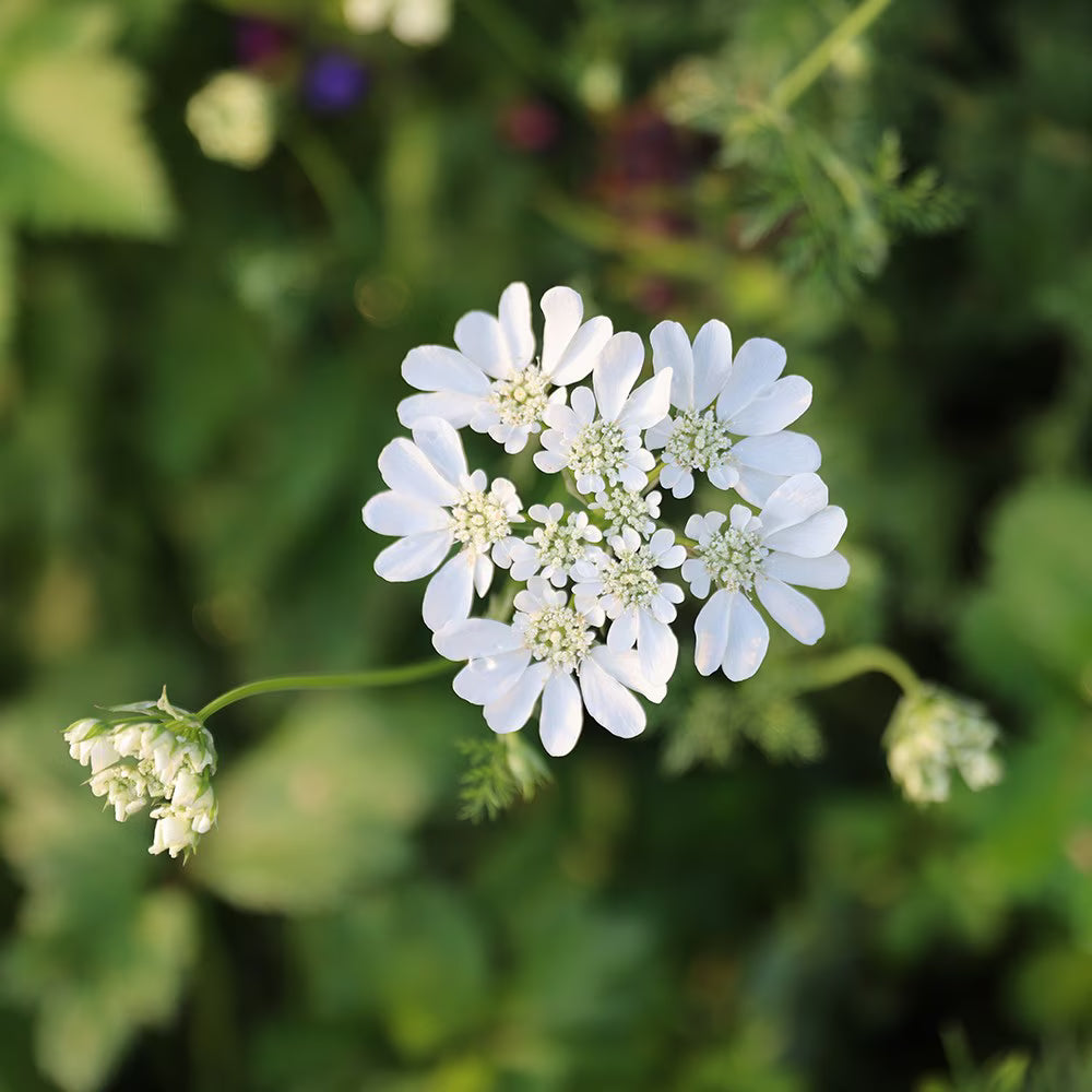 Orlaya Flower seeds for Planting - Seasonal Bloomer, Heirloom & GMO Free Seeds for Home Garden