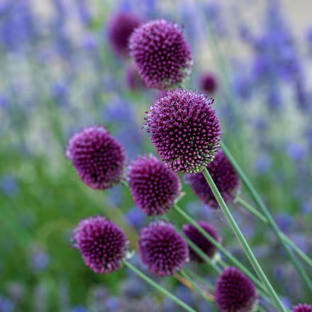Sphaerocephalon Flower seeds for Planting - Sun Loving, Heirloom & GMO Free Seeds for Home Garden