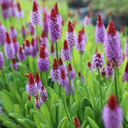 Red Purple Primula Vialii Flower seeds for Planting - Vibrant Colors, Heirloom & GMO Free Seeds for Home Garden