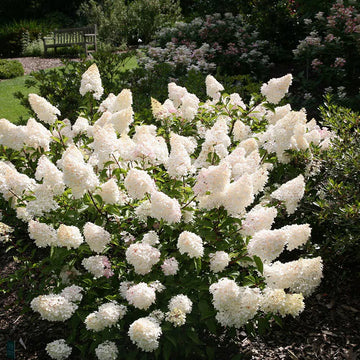White Vanilla Fraise Flower seeds for Planting - Cottage Garden Essential, Heirloom & GMO Free Seeds for Home Garden