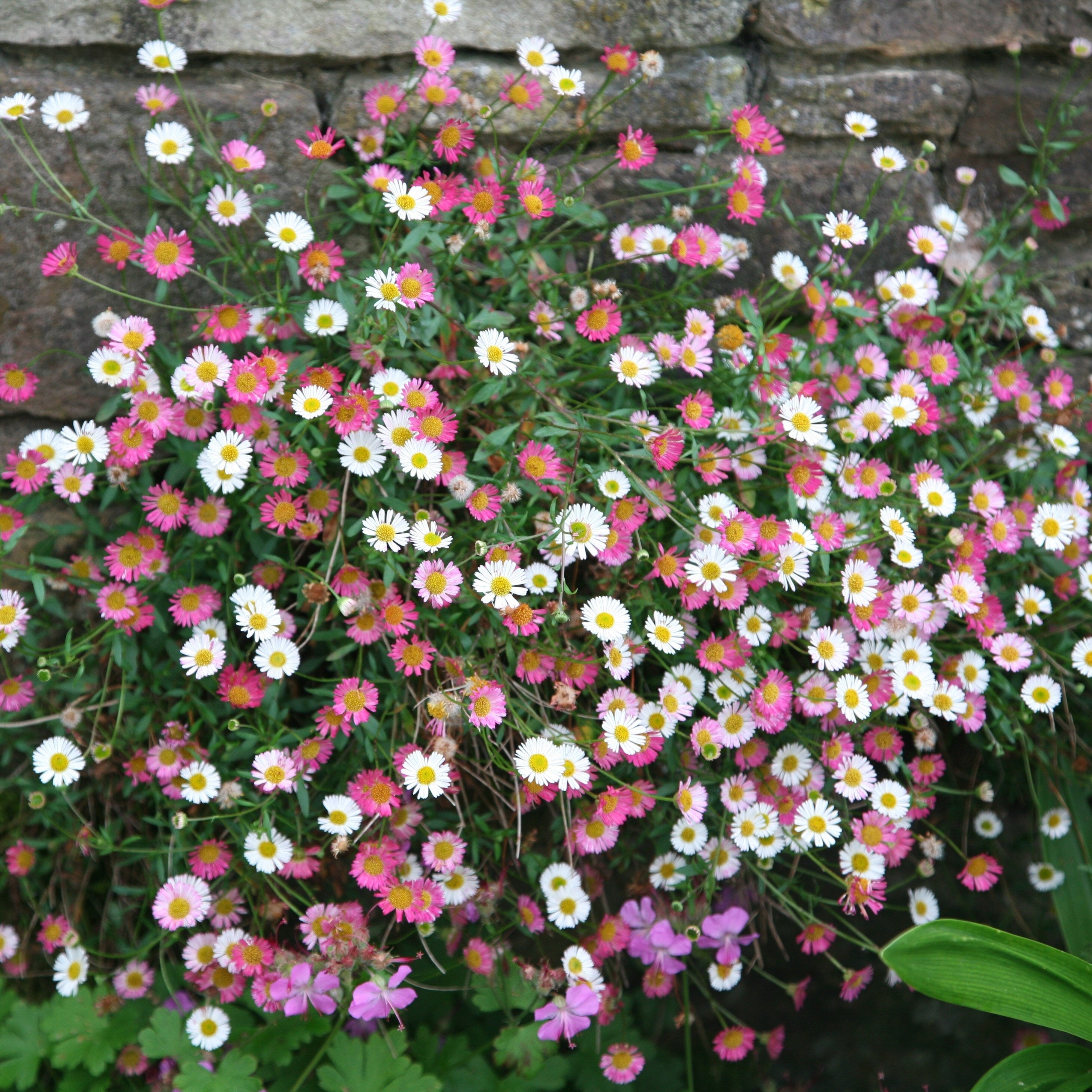 Mixed Erigeron Flower Planting Seeds - Colorful Garden Blooms