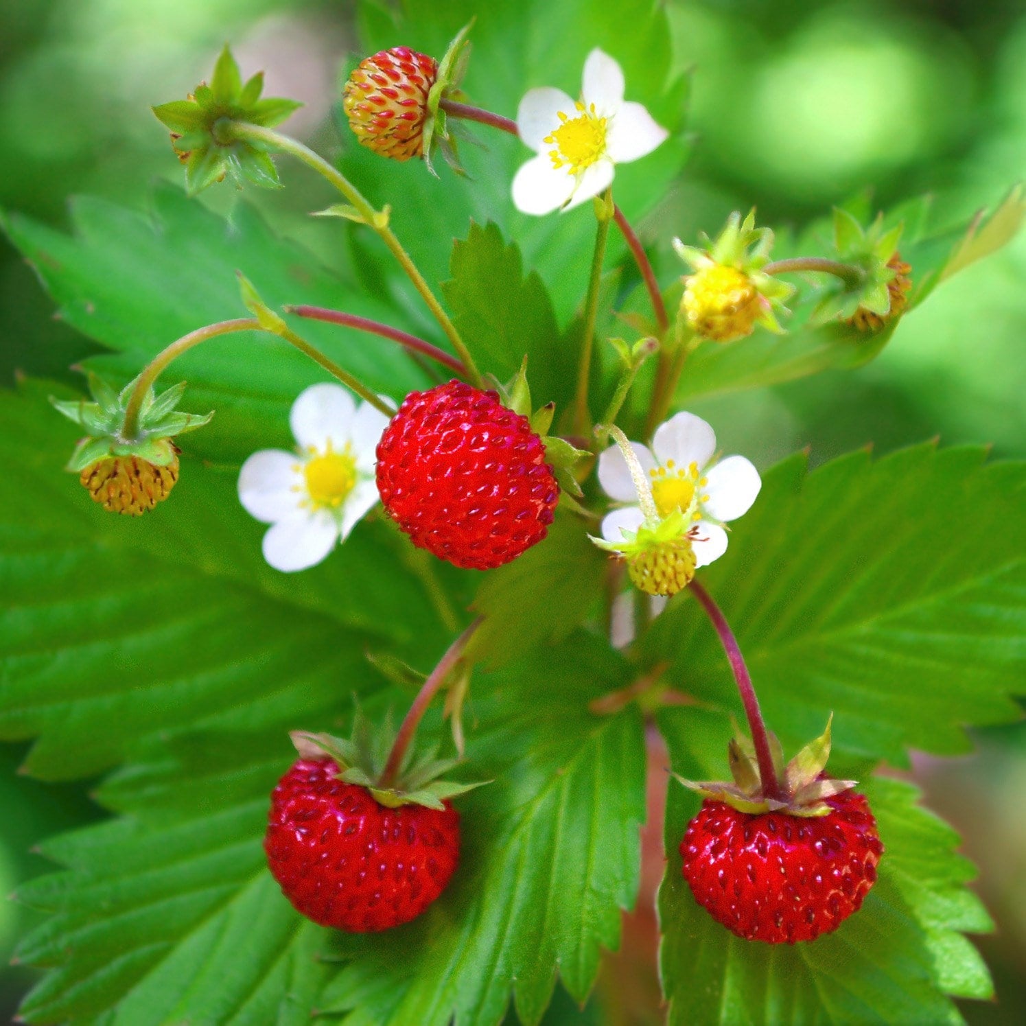 Rügen Strawberry Everbearing Alpine (Fragaria vesca) Red Berry Fruit, White Flower Seeds Perennial Fruit Seeds for Home Gardens, Raised Beds & Containers