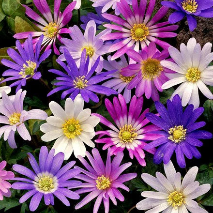 Anemone Blanda Flower seeds for Planting - Fragrant Blossoms, Heirloom & GMO Free Seeds for Home Garden