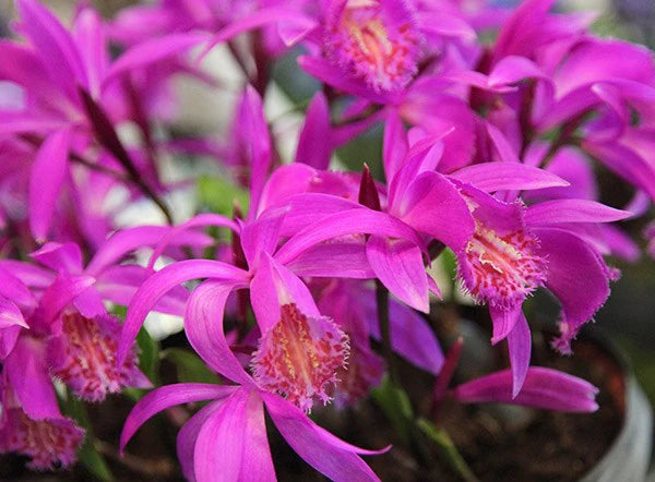 Tongariro Hardy Flower seeds for Planting - Perfect for Borders, Heirloom & GMO Free Seeds for Home Garden