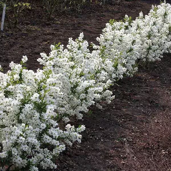 White Racemosa Flower seeds for Planting - Premium Quality, Heirloom & GMO Free Seeds for Home Garden