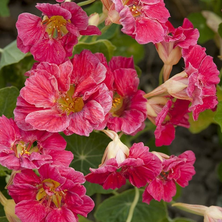 Pink Tropaeolum Majus Flower seeds for Planting Fragrant Blossoms Heirloom & GMO Free Seeds for Home Garden