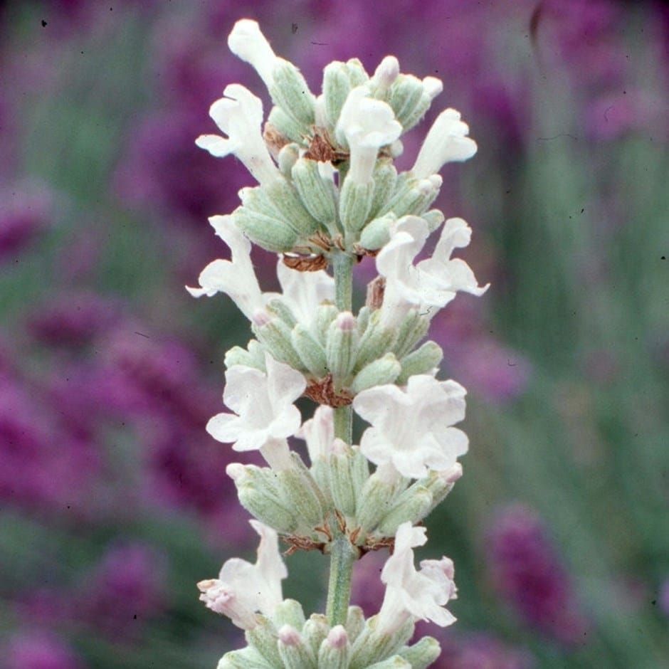 White Lavender Flower Seeds for Planting Garden Favorite Heirloom & GMO Free Seeds for Home Garden
 
 Sale