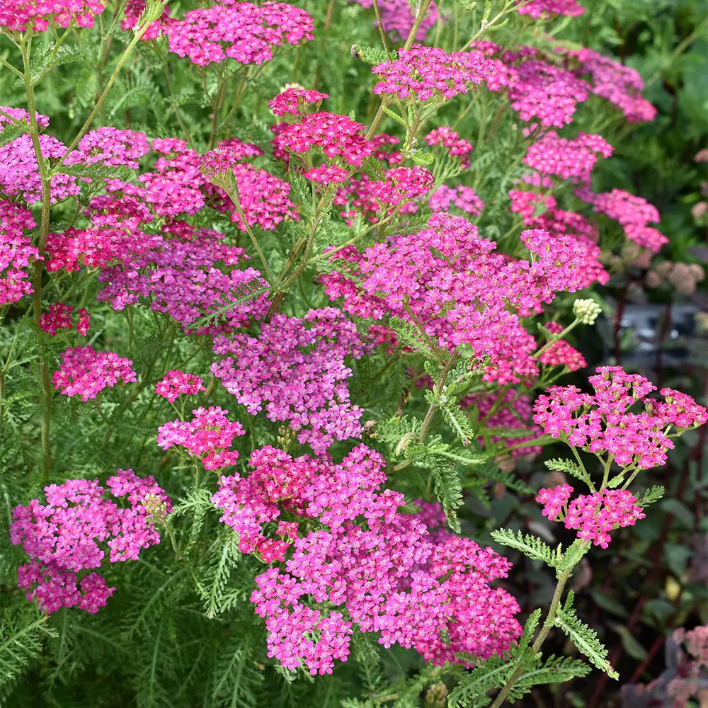 Red Yarrow Flower seeds for Planting - Cottage Garden Essential, Heirloom & GMO Free Seeds for Home Garden