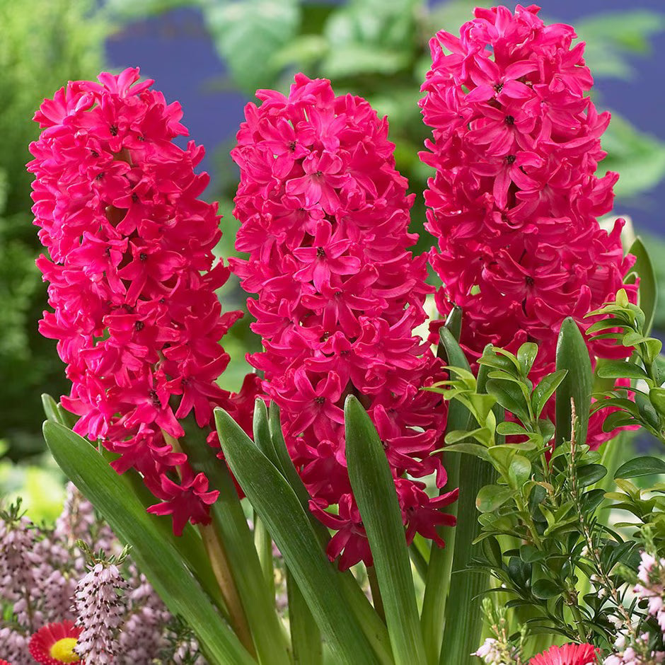 Red Hyacinth Flower seeds for Planting - Sun Loving, Heirloom & GMO Free Seeds for Home Garden