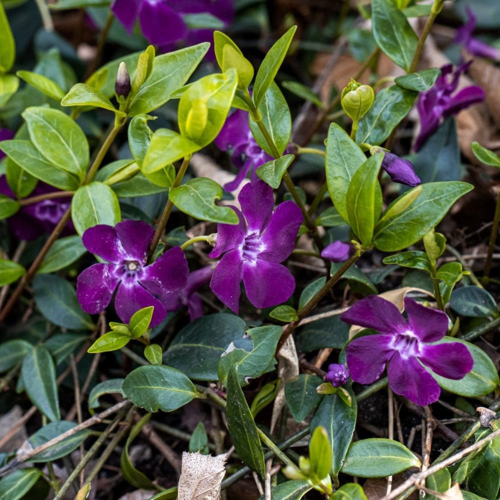 Purple Vinca Periwinkle Flower seeds for Planting - Premium Quality, Heirloom & GMO Free Seeds for Home Garden