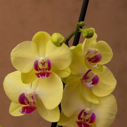 Yellow Phalaenopsis Orchid Flower seeds for Planting - Easy to Grow, Heirloom & GMO Free Seeds for Home Garden