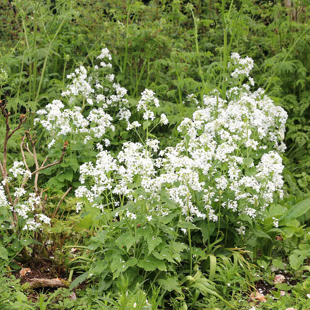 White Lunaria Rediviva Flower seeds for Planting - Premium Quality, Heirloom & GMO Free Seeds for Home Garden
