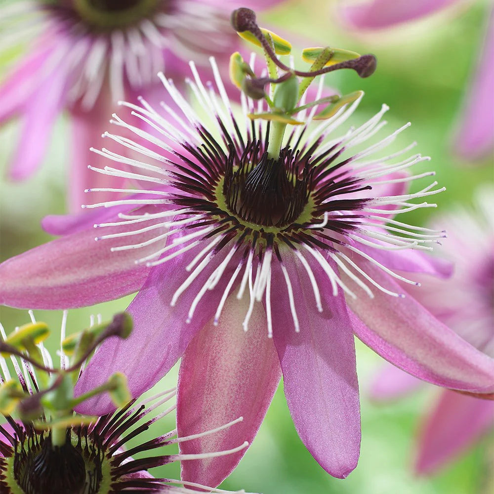 Light Violet Passion Flower Seeds for Planting Colorful Display Heirloom & GMO Free Seeds for Home Garden
 
 Sale