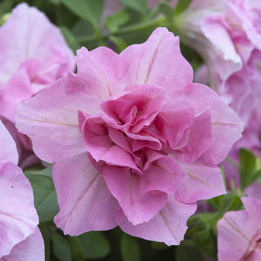 Double Petunia Flower seeds for Planting - Premium Quality, Heirloom & GMO Free Seeds for Home Garden