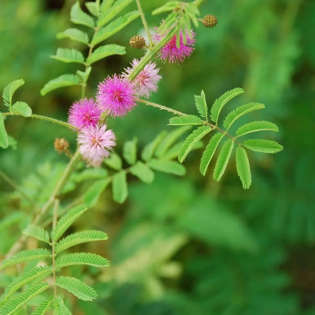 Mimosa Flower seeds for Planting - Sun Loving, Heirloom & GMO Free Seeds for Home Garden