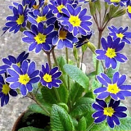 Blue Yellow Pansy Flower seeds for Planting - Seasonal Bloomer, Heirloom & GMO Free Seeds for Home Garden