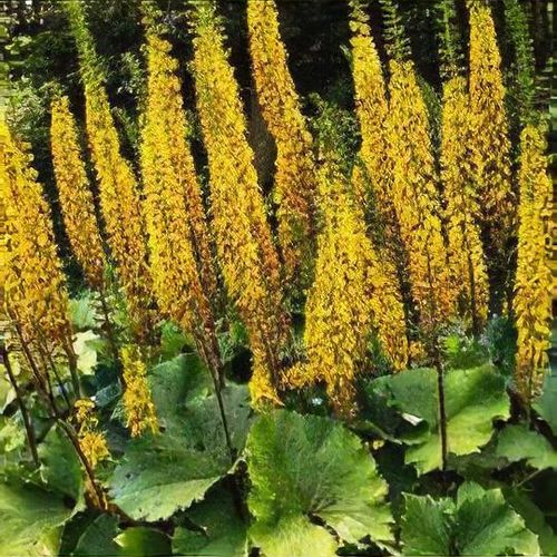 Yellow Woolly Mullein Flower seeds for Planting - Compact Growth, Heirloom & GMO Free Seeds for Home Garden
