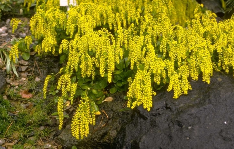 Yellow Chiastophyllum Flower seeds for Planting - Cottage Garden Essential, Heirloom & GMO Free Seeds for Home Garden Sa