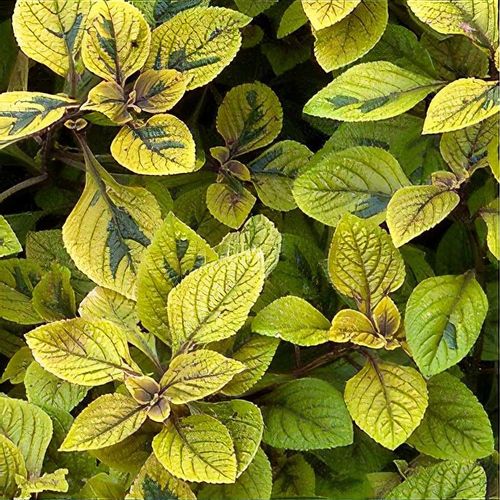 Coleus Yellow Flower seeds for Planting - Pollinator Friendly, Heirloom & GMO Free Seeds for Home Garden