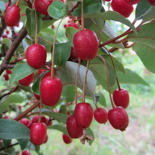 Goumi Fruit Seeds for Planting - Grow Your Own Delicious, Antioxidant-Rich Berries