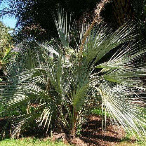 Green Nannorrhops Ritchiana Flower seeds for Planting - Shade Tolerant, Heirloom & GMO Free Seeds for Home Garden