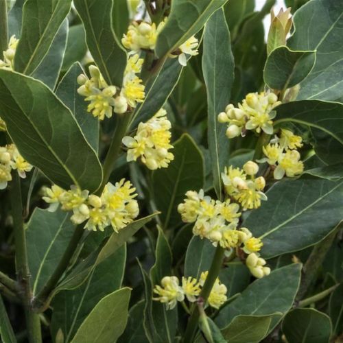 Laurus Nobilis Flower seeds for Planting - Sun Loving, Heirloom & GMO Free Seeds for Home Garden
