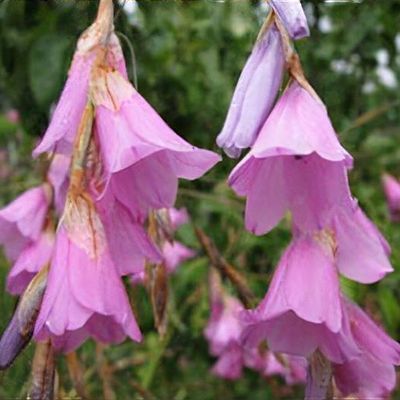 Purple Dierama Pendulum Flower seeds for Planting - Pollinator Friendly, Heirloom & GMO Free Seeds for Home Garden