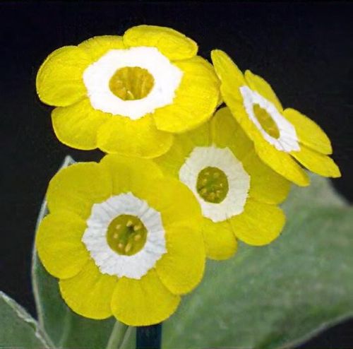 Yellow Primula Auricula Flower seeds for Planting - Pollinator Friendly, Heirloom & GMO Free Seeds for Home Garden