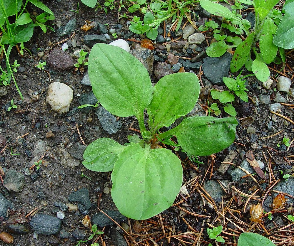 Plantago Major Seeds for Easy Planting - Green Variety
