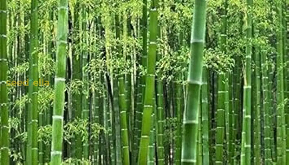 Planting Bamboo Tree Seeds For A Lush Garden