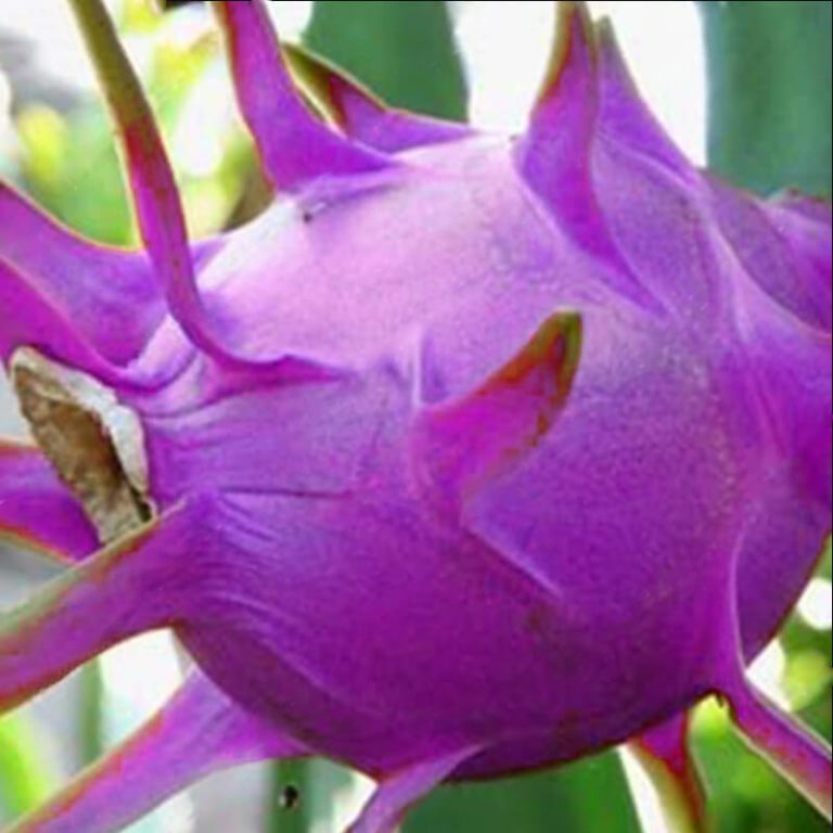 Planting Blue Pitaya dragon fruit seeds in soil