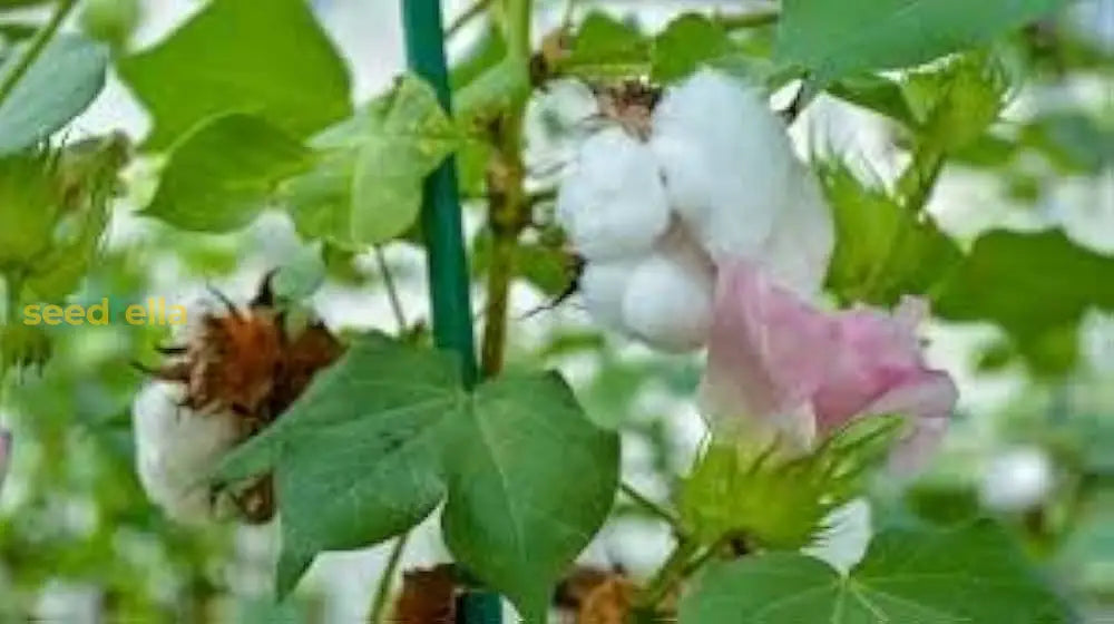Planting Cotton Seeds For Your Garden Plant Seeds