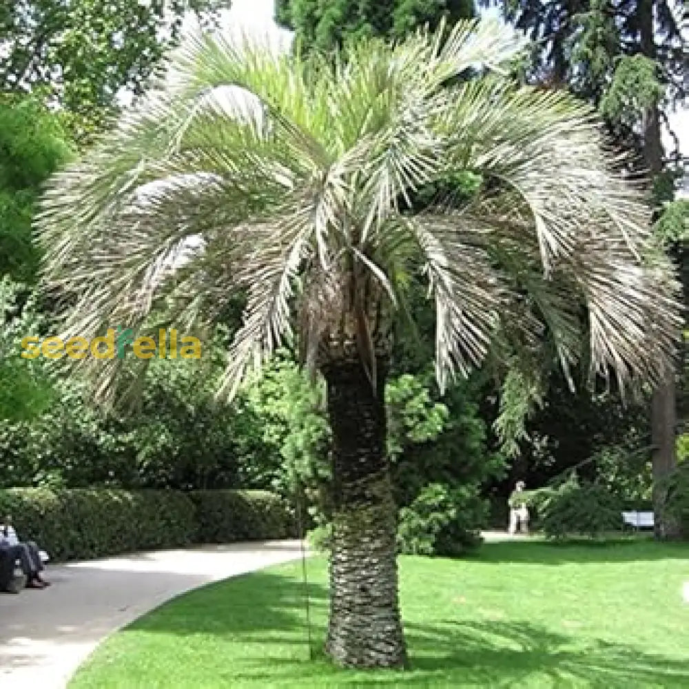 Planting Green Butia Capitata Tree Seeds Plant Seeds