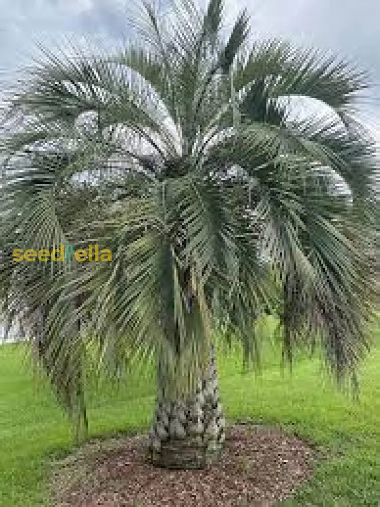 Planting Green Butia Capitata Tree Seeds Plant Seeds