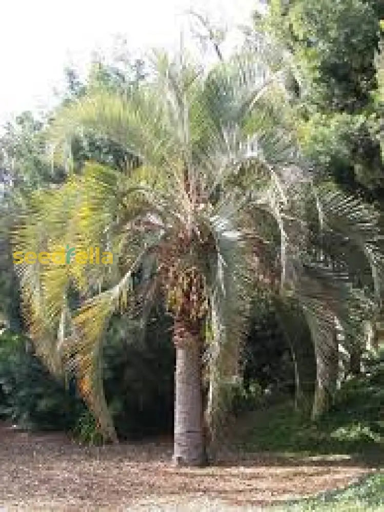 Planting Green Butia Capitata Tree Seeds Plant Seeds