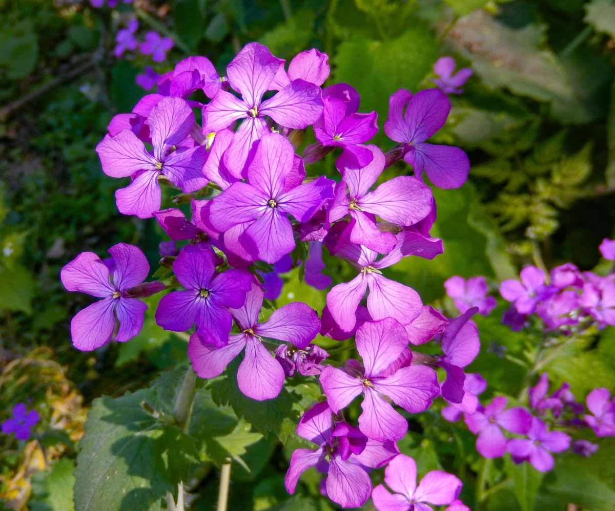 Lunaria Annua Flower seeds for Planting - Long Bloom Season, Heirloom & GMO Free Seeds for Home Garden
