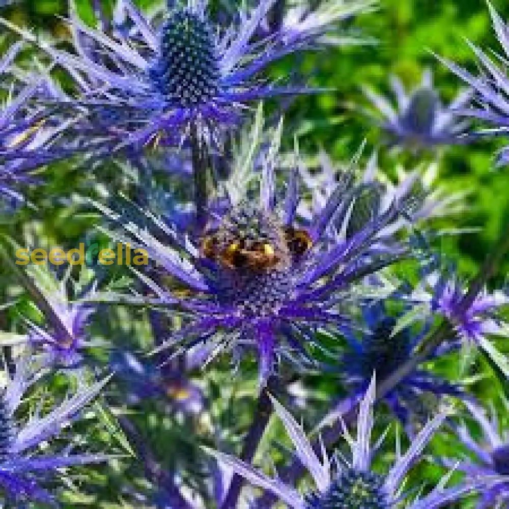 Planting Kit For Eryngium Alpinum Seeds Plant Seeds