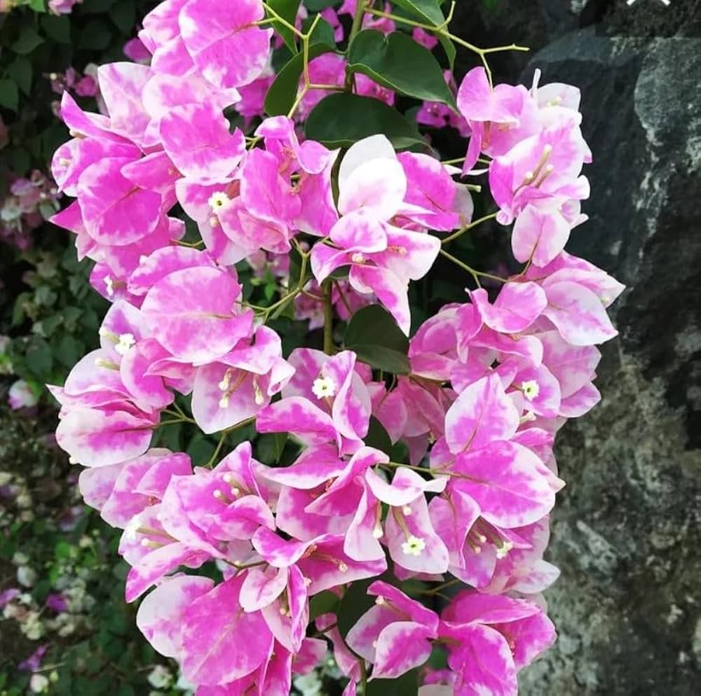 Planting pink and white Bougainvillea seeds in garden soil