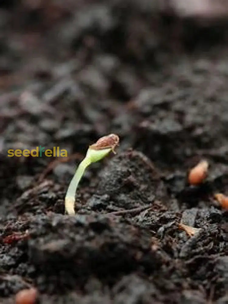 Planting Seeds For A Flourishing Future Plant Seeds
