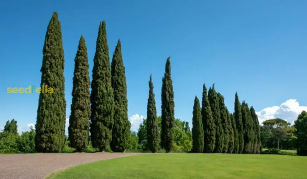 Planting Tips For Green Cupressus Sempervirens Tree Seeds Plant Seeds