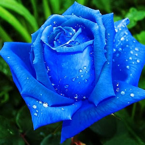 Rainy Blue Rose Flower seeds for Planting - Garden Favorite, Heirloom & GMO Free Seeds for Home Garden